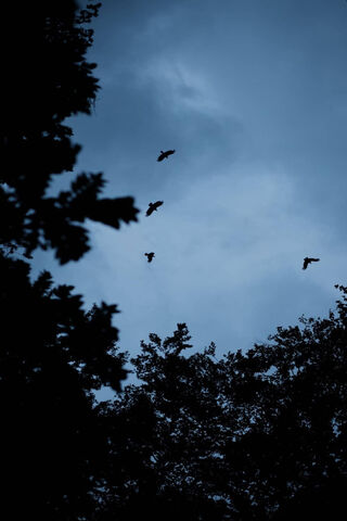 Evening Flight 🌌🕊️