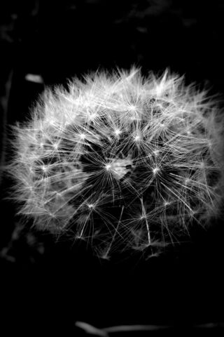 Whispers of a Dandelion..