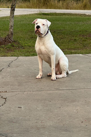 Majestic White Dog Sitt..