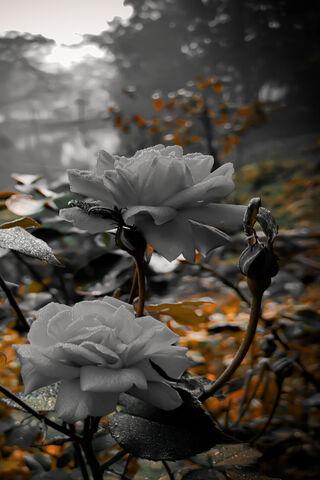 Enchanted Roses in Mono..