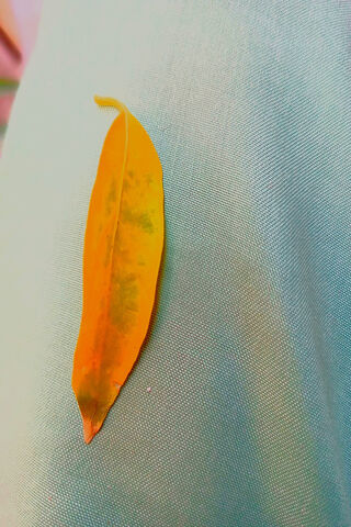 Golden Leaf on Fabric 🍂✨