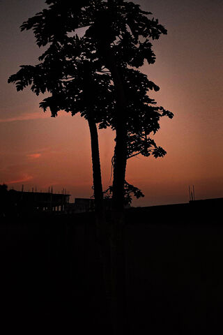 Silhouette Serenity 🌅🌳