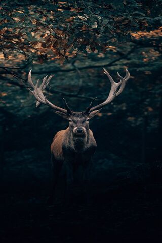 Majestic Stag in the Shadows 🌲🦌