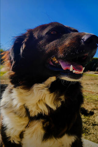 Happy Pup in the Sun ☀️🐶