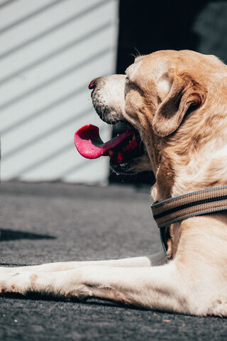 Lazy Afternoon Vibes 🐶☀️