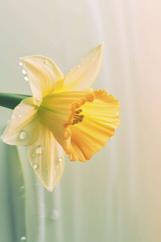 Daffodil After Rain