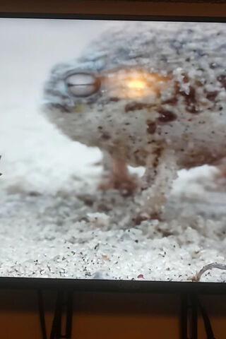 Desert Rain Frog