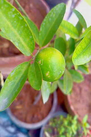 Fresh Lime on the Tree ..