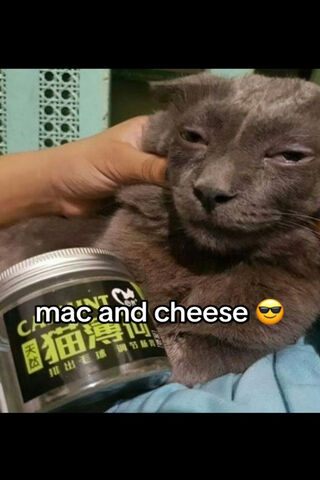 Drunken Cat