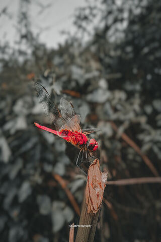 Vibrant Dragonfly in Na..