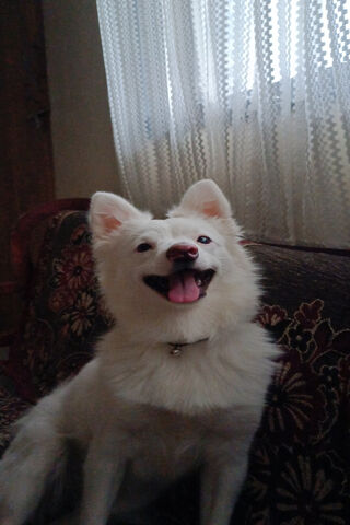 Happy Samoyed Smiles! 🐶✨