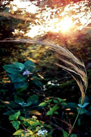 Golden Hour Serenity 🌅