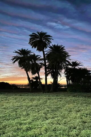 Serene Sunset Palms 🌅🌴