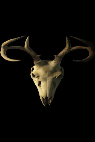 Majestic Antlers: Nature's Remains 🦌✨
