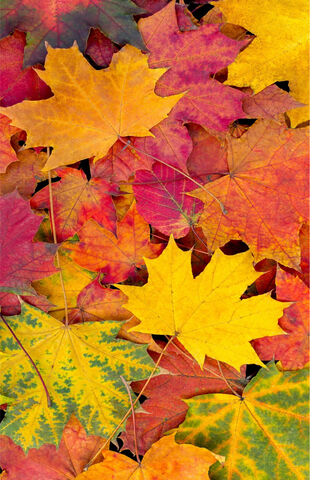 Autumn's Colorful Tapes..