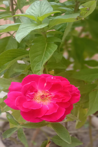 Flower/Red