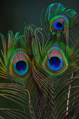 Vibrant Peacock Feather..