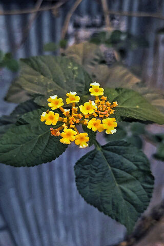 Bright Blooms of Nature 🌼✨