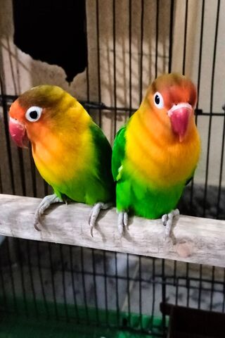 Colorful Lovebirds in Harmony 🐦💚💛
