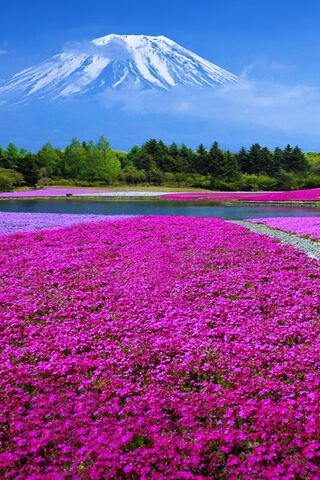 Vibrant Spring Blooms w..