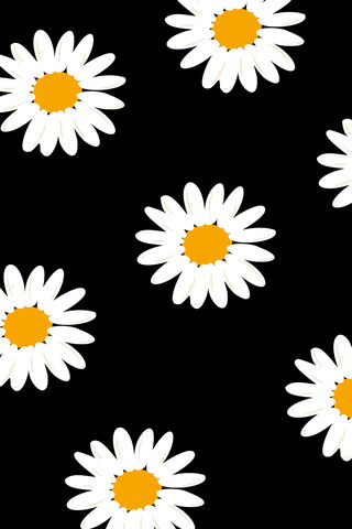 Daisies on Black 🌼🖤