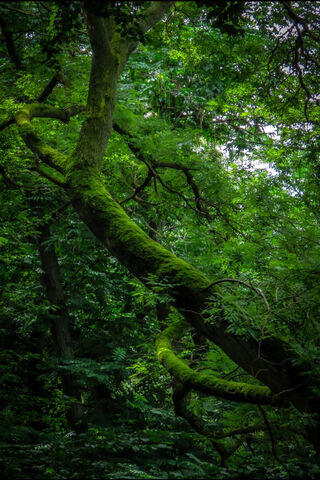 Enchanted Forest Embrac..