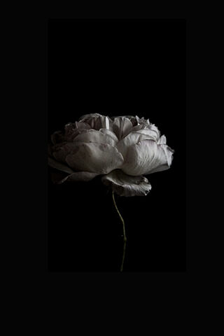 Elegant White Rose 🌹✨