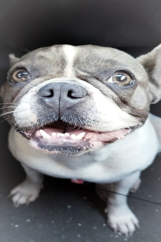 Happy Pup in the Spotli..