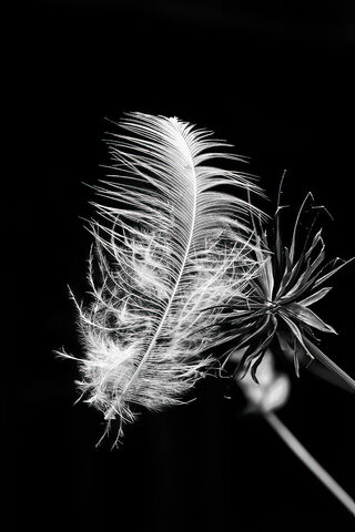 Feather & Flower