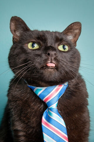Funny Cat