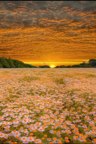 Full Screen Nature
