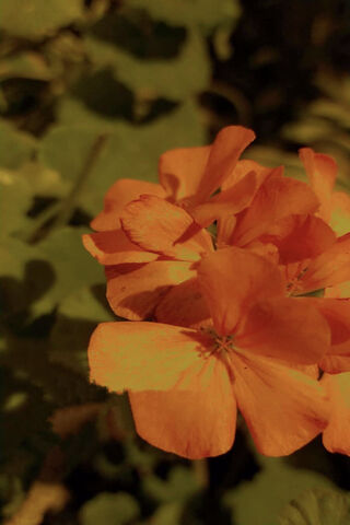 Vibrant Orange Blossom ..