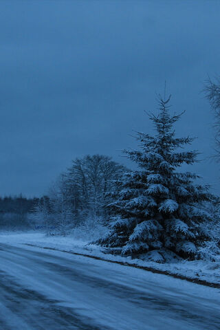 Winter's Embrace: A Fir Tree's Solitude