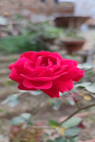 Beautiful Red Rose 🌹
