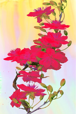 Blossoms of Vibrance 🌸✨