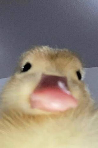 Funny Meme Duck