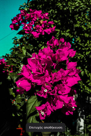 Vibrant Bougainvillea B..