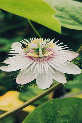 Nature's Beauty: The Pa..