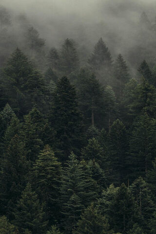 Enchanted Forest in the..