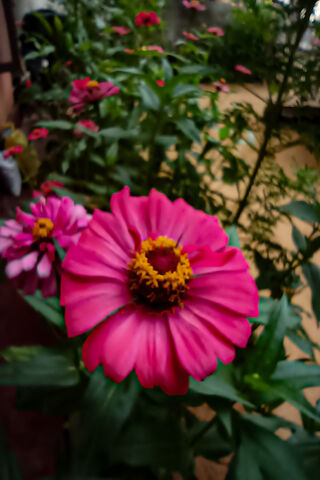 Flower❤️