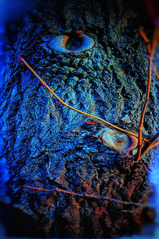 Face Of A Tree