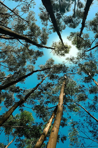 Nature's Canopy 🌳☀️