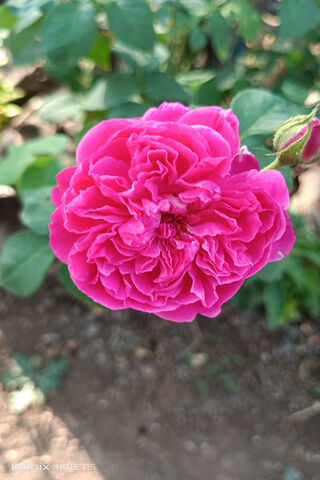 Vibrant Pink Rose 🌹✨