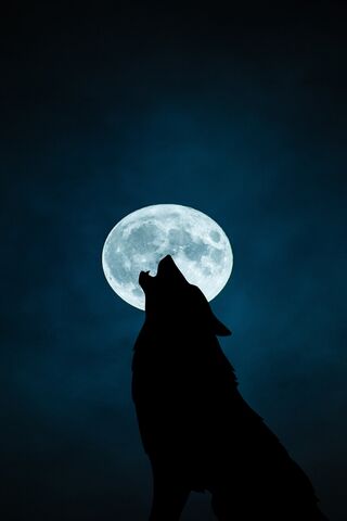 Howling at the Moon 🌕🐺