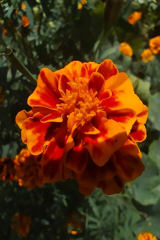 Vibrant Marigold Bloom ..