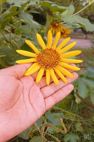 Flower