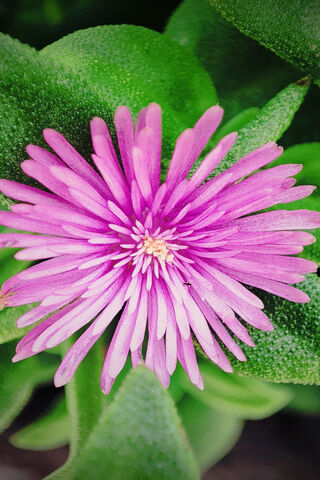 Vibrant Pink Bloom 🌸