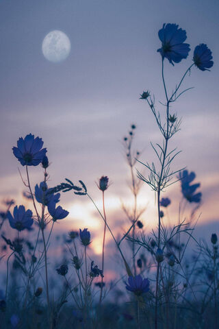 Moonlit Blossoms 🌙🌸