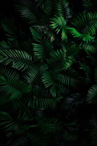 Lush Greenery 🌿✨
