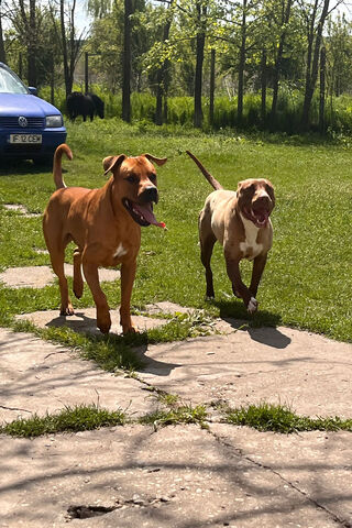 Playful Pups in the Sun..